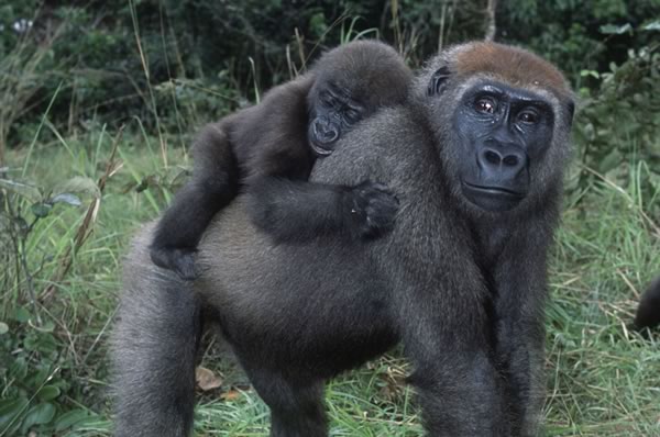 mother gorilla with a baby on her back