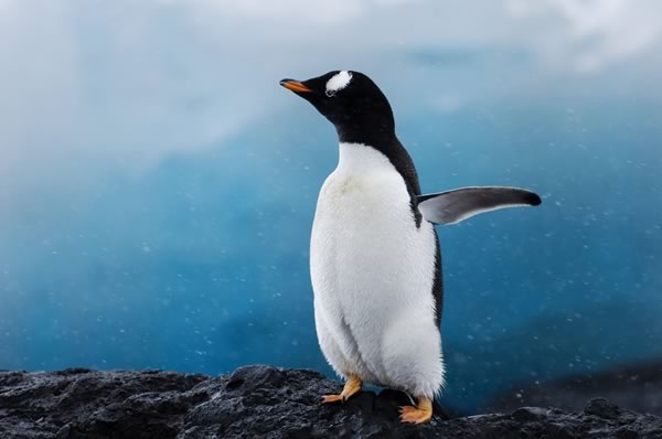 penguin standing on a rock