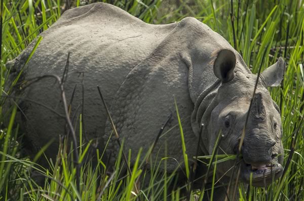 rhino standing in tall grass