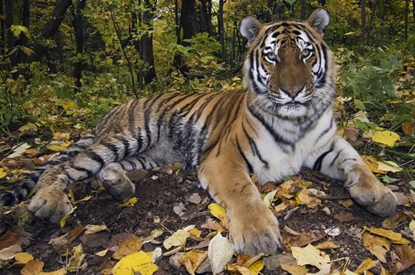 tiger lying in a forest